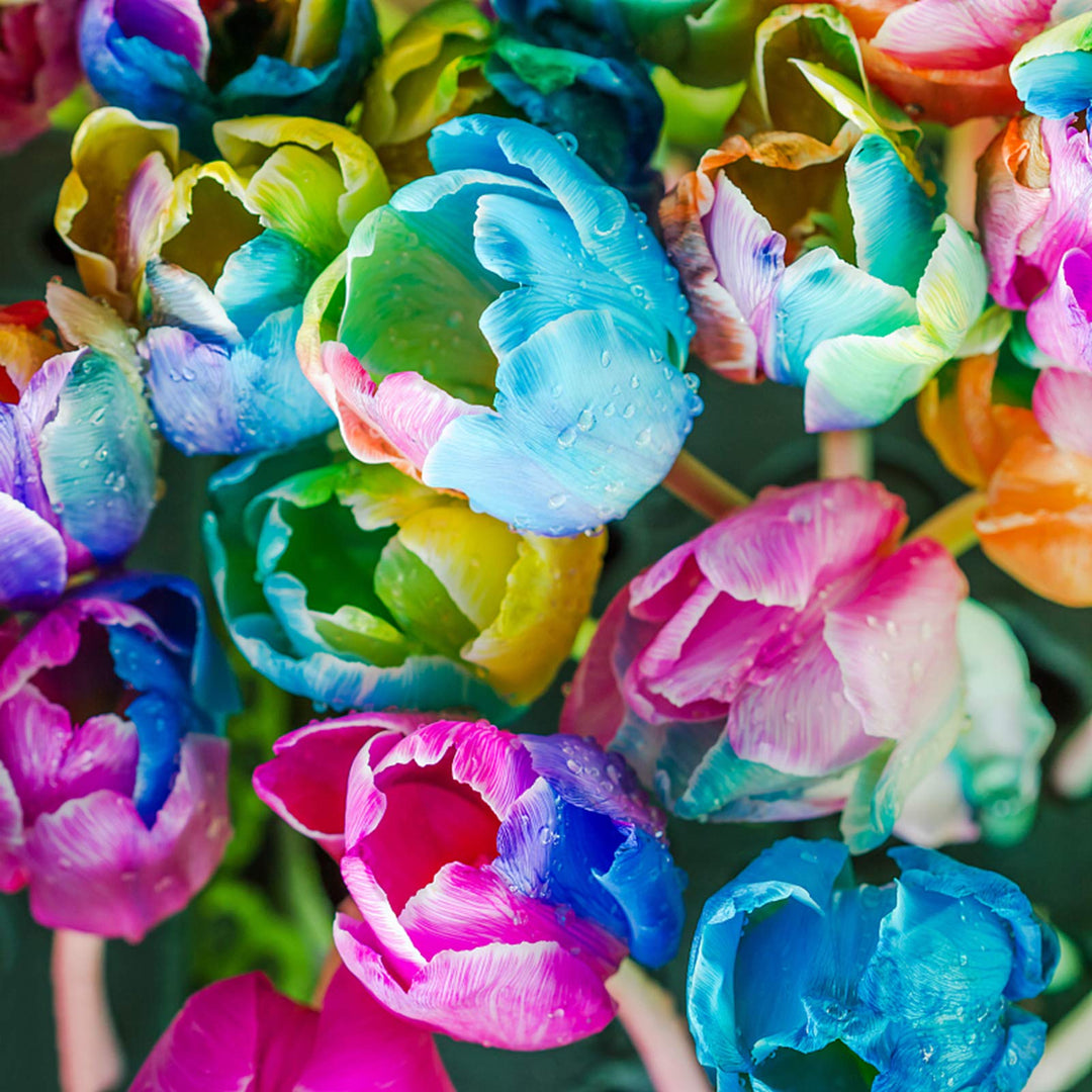 Rainbow Tulip Flower Seeds – Heirloom, Non-GMO Bulb Seeds for Planting, High Germination Organic Seeds