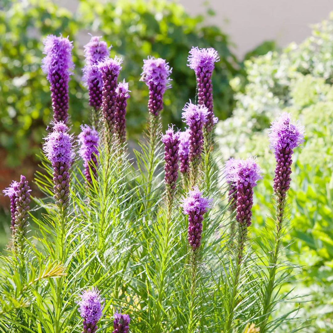 gayfeather blazing flower seeds