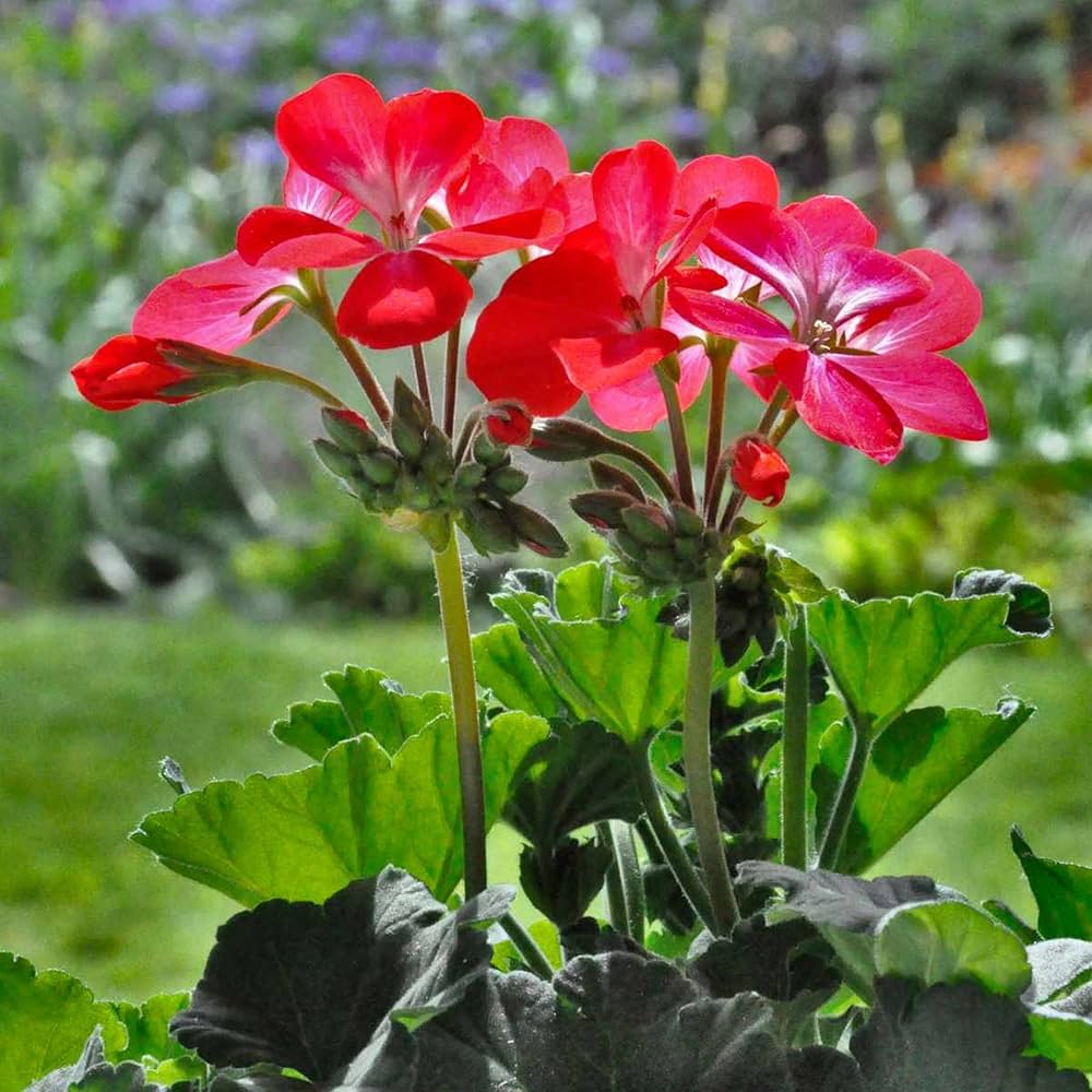 Orange Red Geranium Flower Seeds – Heirloom Non-GMO High Germination Seeds for Garden Planting