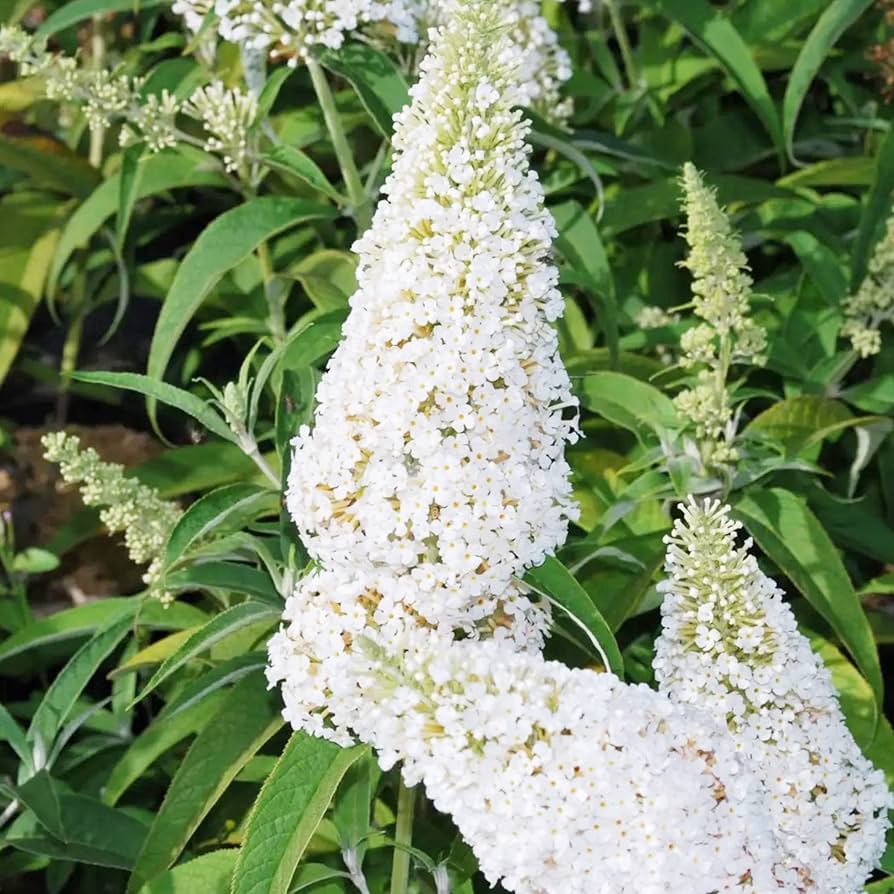 Hvide Buddleja blomsterfrø til udplantning - 100 stk