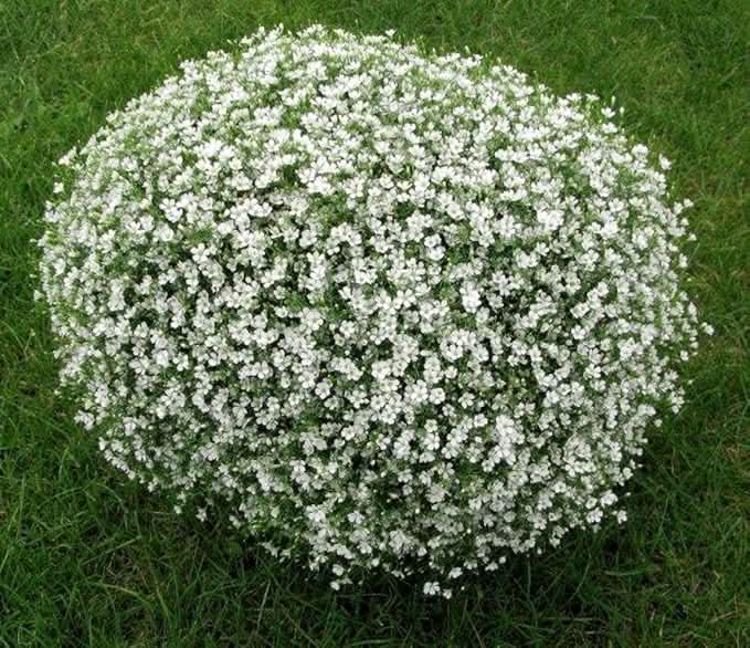 white gypsophila flower seeds