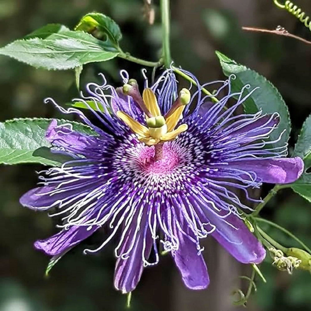 purple dark flower seeds