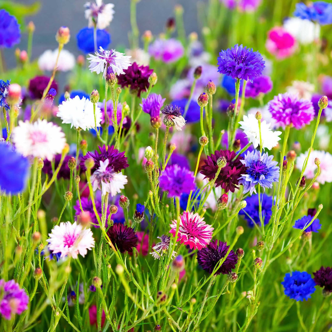 bachelor button flower seeds