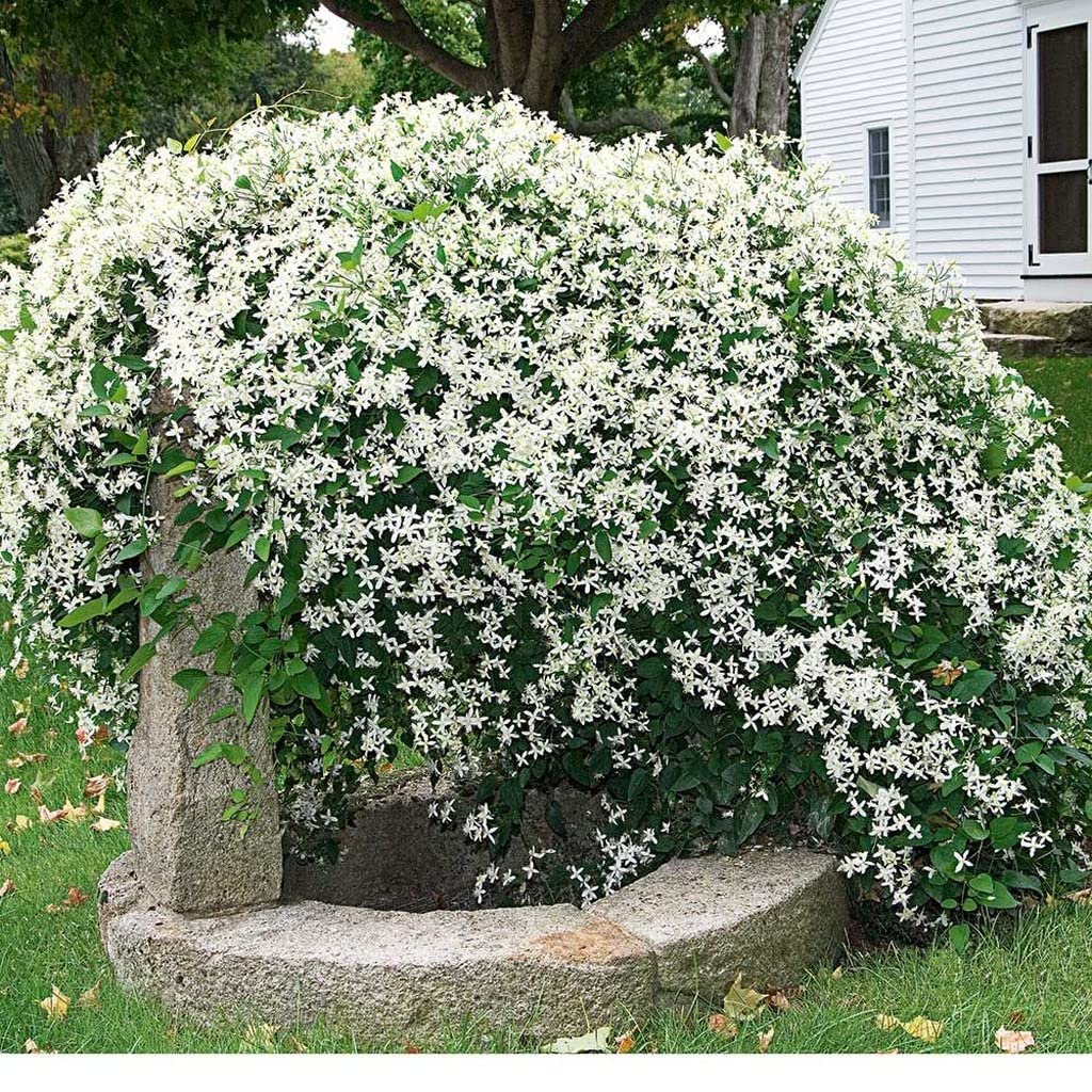sweet autumn flower seeds