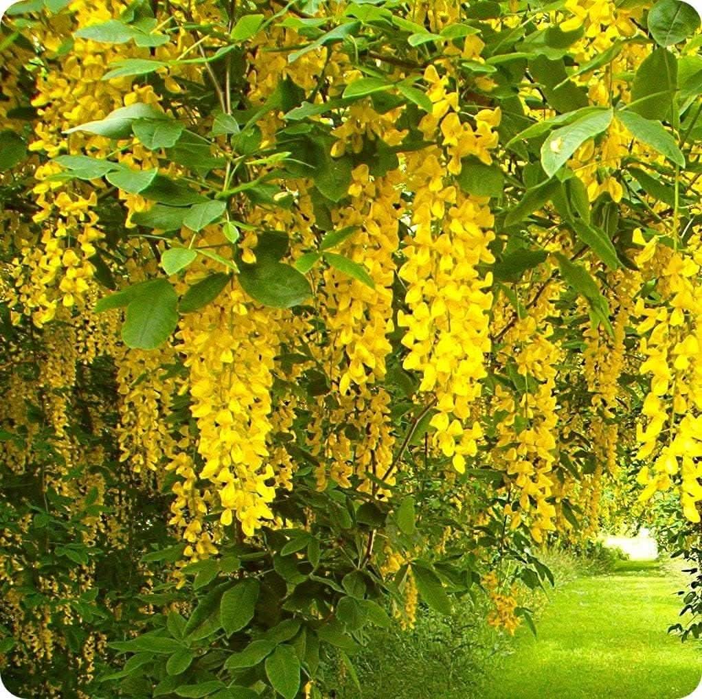 blooming flower flower seeds