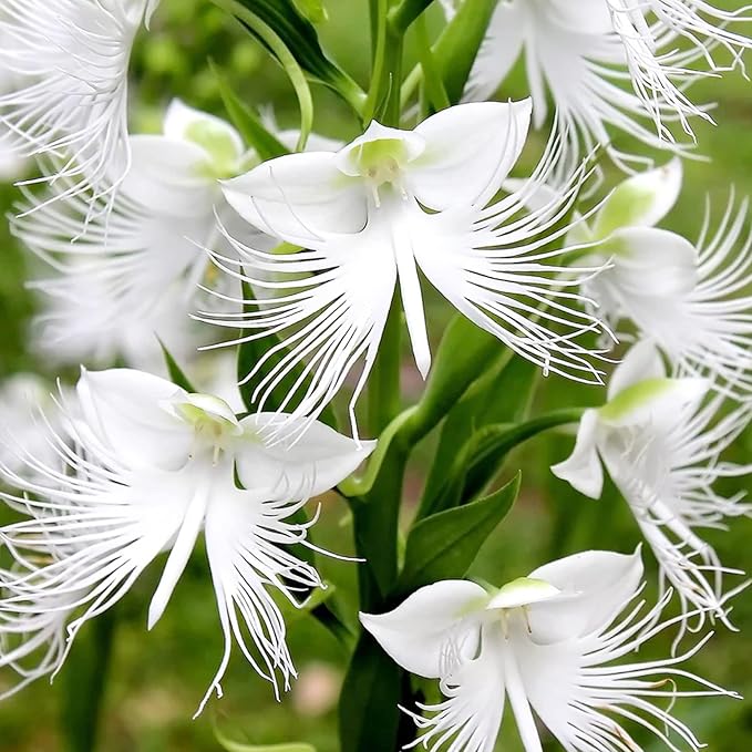 organic heirloom flower seeds