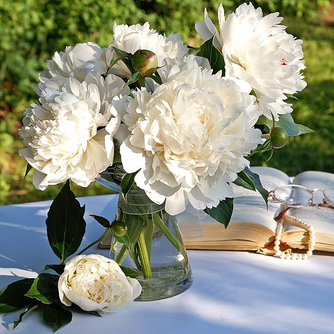 white peony flower seeds