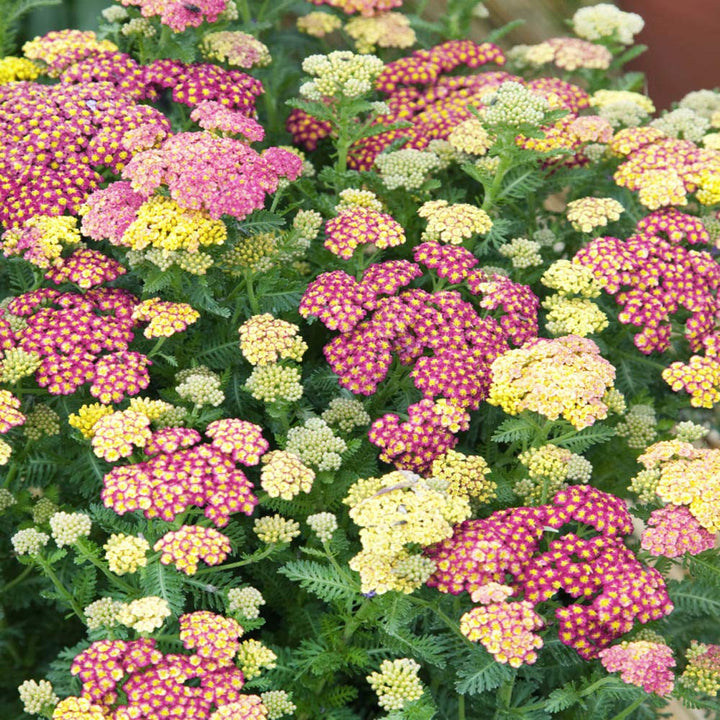 Mixed Yarrow Flower Seeds for Planting - 100 pcs