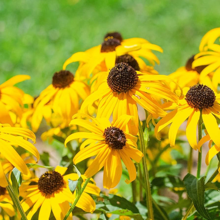 Gule Goldsturm blomsterfrø til udplantning - 100 stk