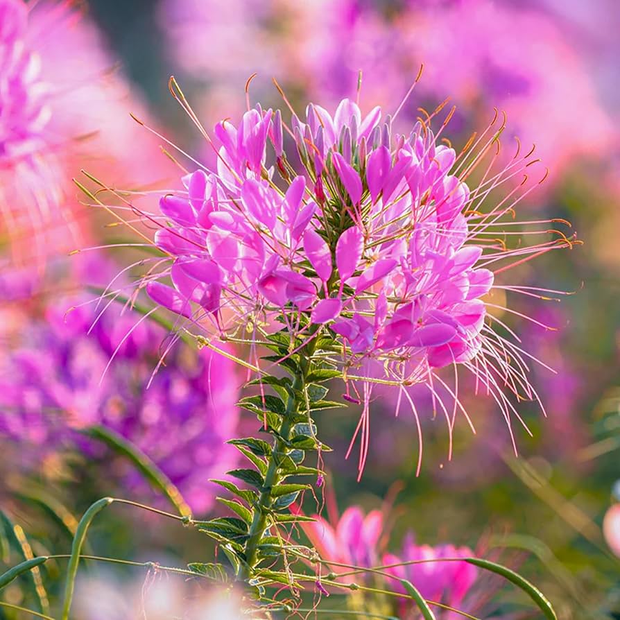 violet flower flower seeds