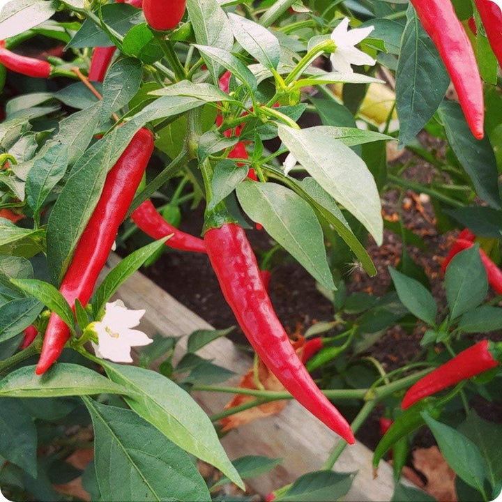 Heirloom Chili Brazilian Vegetable Seeds for Planting