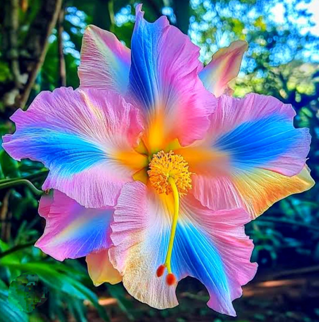 hibiscus giant flower seeds