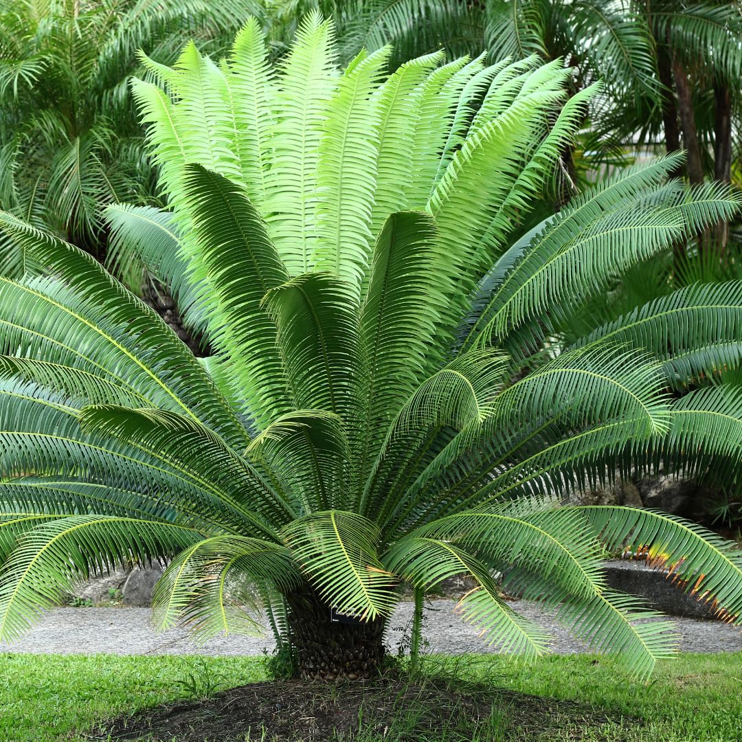 Green Cycads Planting Seeds for Garden 100 pcs