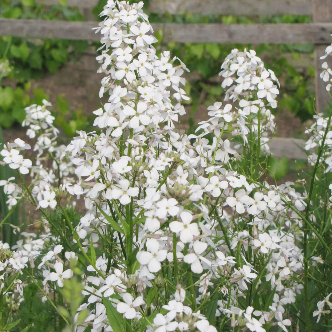 hesperis matronalis flower seeds