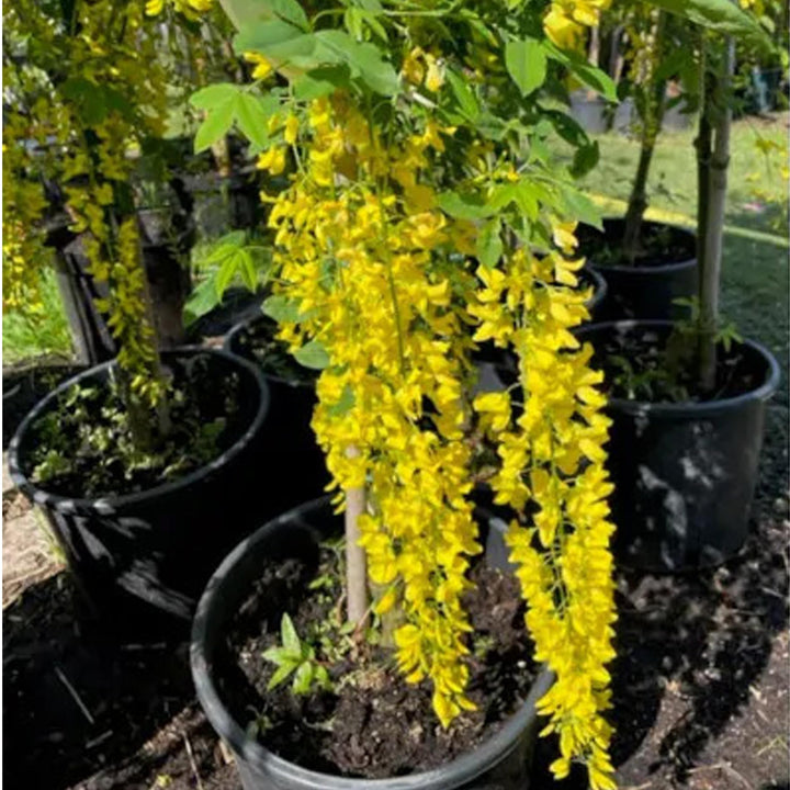 Yellow Chiastophyllum Flower Seeds for Planting - 100 pcs