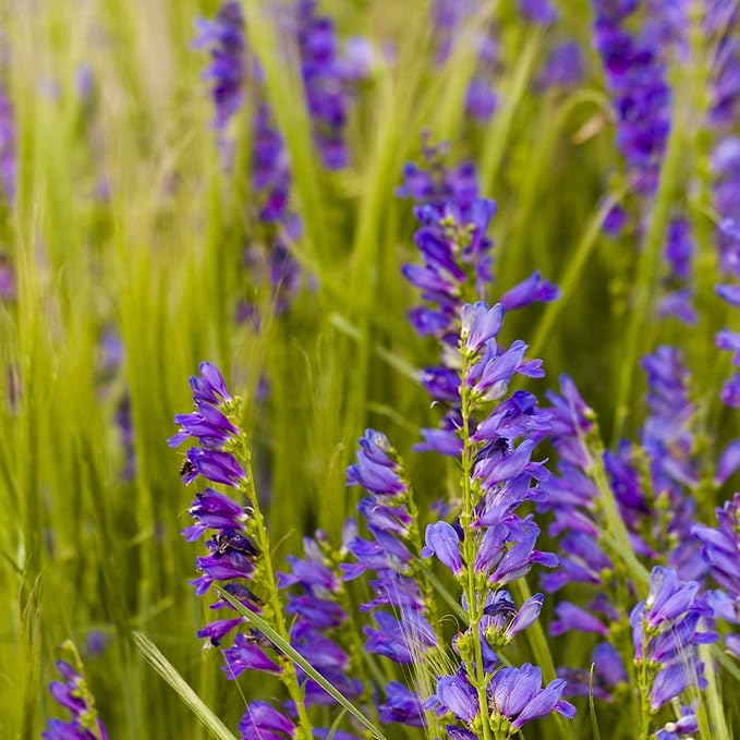 violet violet flower seeds