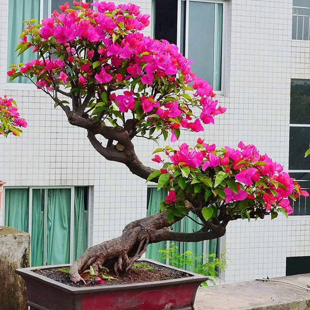 bougainvillea bougainvillea flower seeds