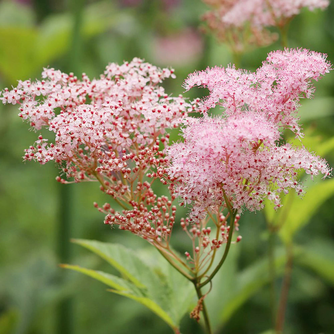 filipendula ulmaria flower seeds