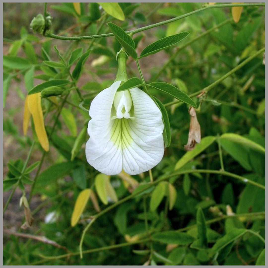 Organic Heirloom Clitoria Flower Seeds for Planting – White Blooms Non-GMO High Germination Medicinal Vines