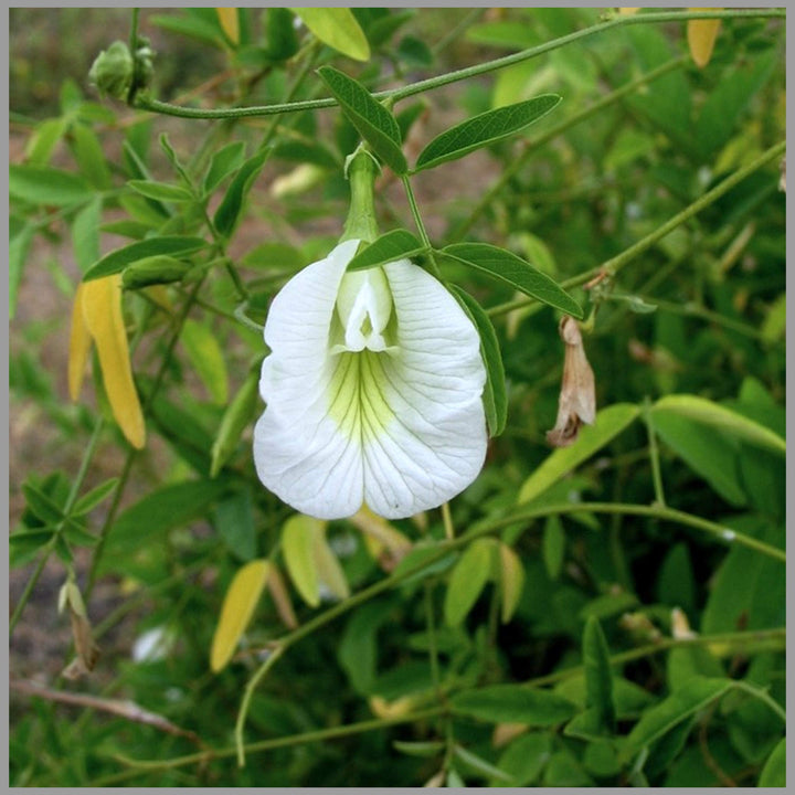 Organic Heirloom Clitoria Flower Seeds for Planting – White Blooms Non-GMO High Germination Medicinal Vines
