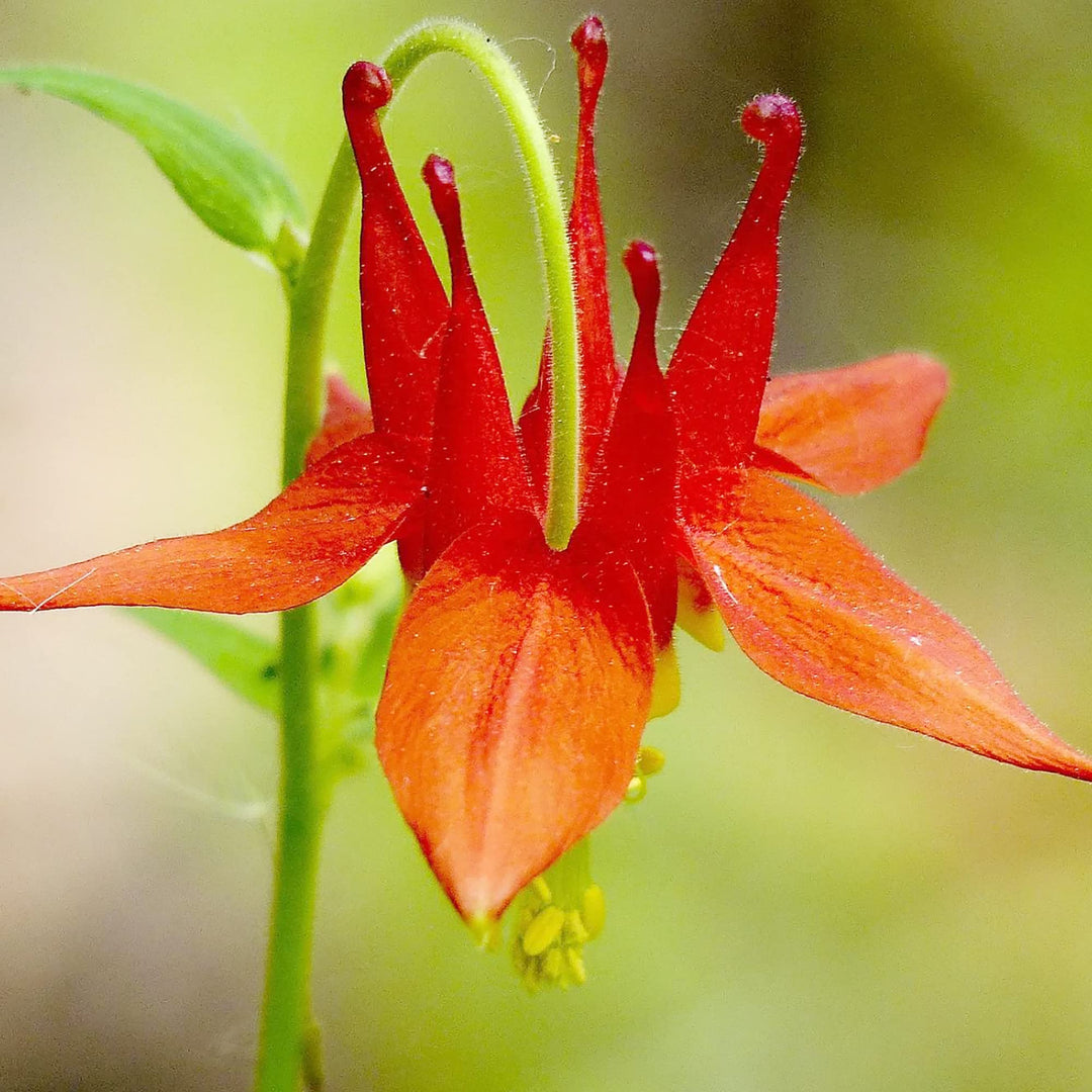 columbine for flower seeds