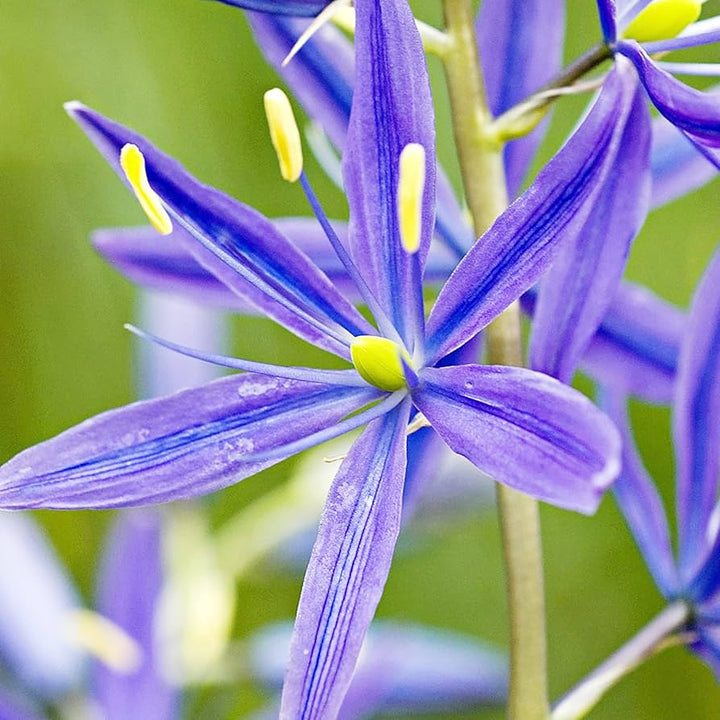 Blå Camas, Camassia Blomsterfrø til udplantning, Friske, 100 stk