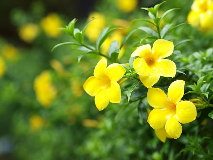 Gelsemium blomsterfrø til plantning - 100 stk