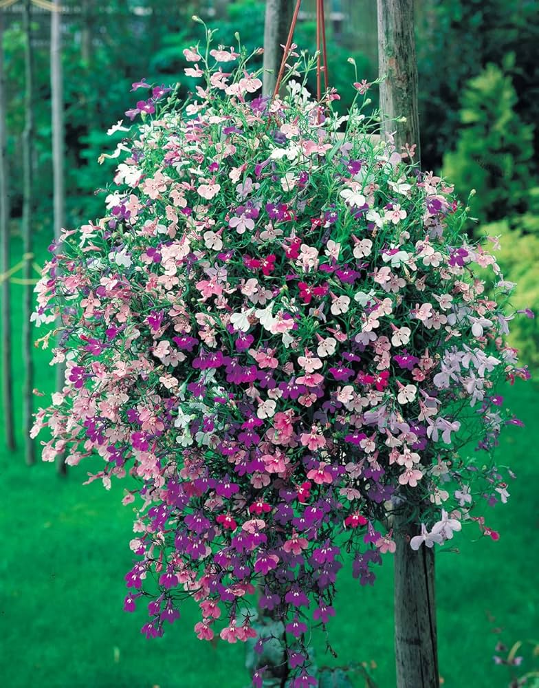 lobelia lobelia flower seeds