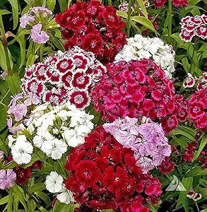 sweet william flower seeds