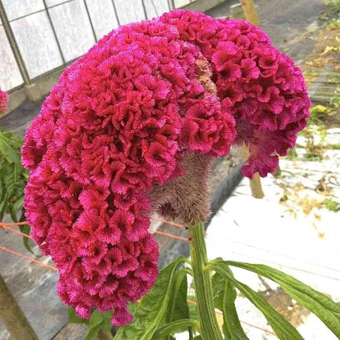 Dark Pink Celosia Seeds for Planting - 100 pcs