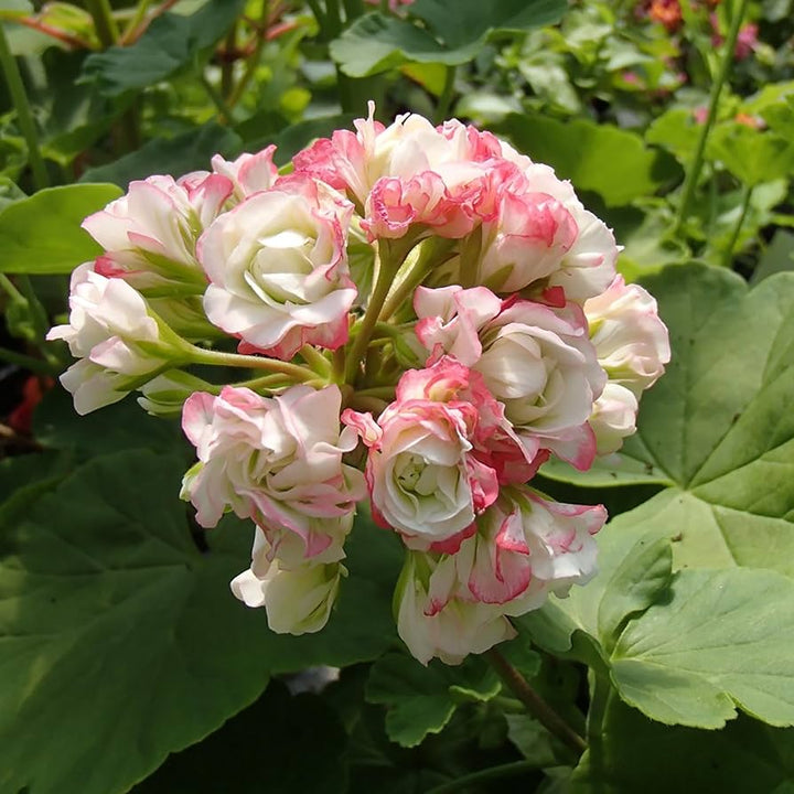 Geranium Apple Blossom Pink White Flower Seeds for Planting 100 pcs