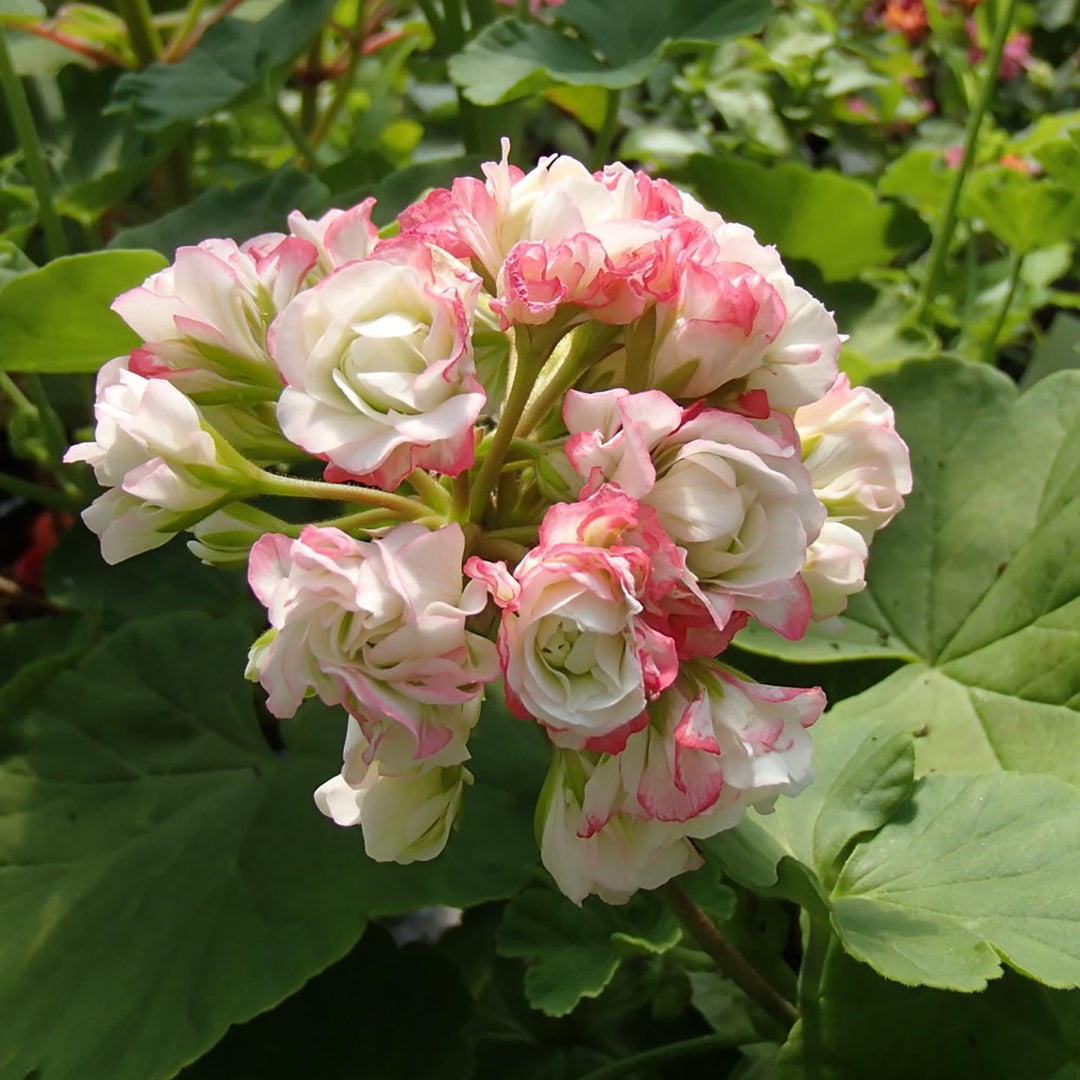 Geranium æbleblomst lyserøde blomsterfrø til plantning 100 stk