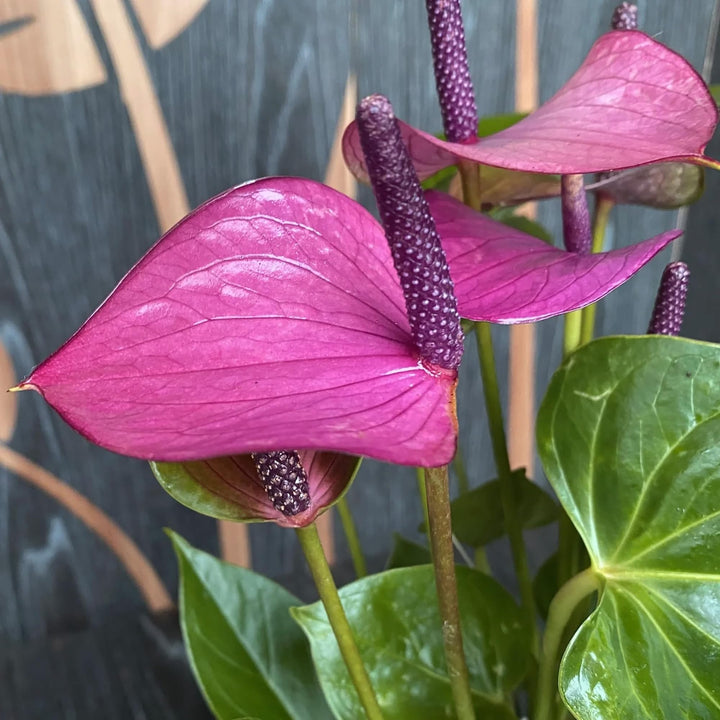 Anthurium lilla blomsterfrø til plantning 100 stk