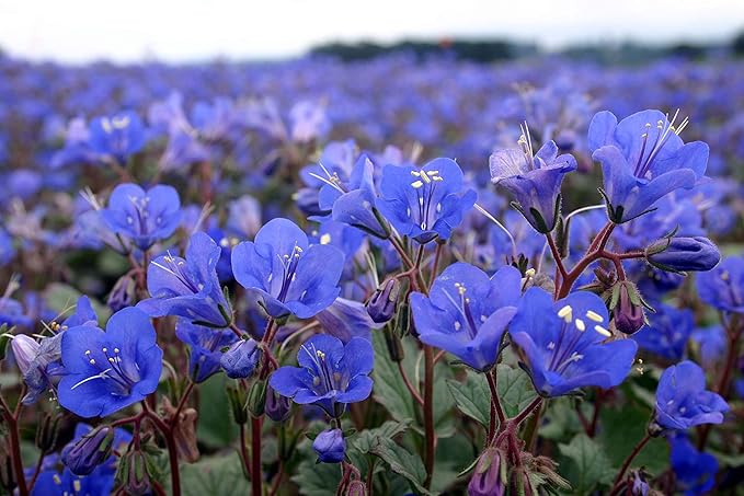 blue california flower seeds