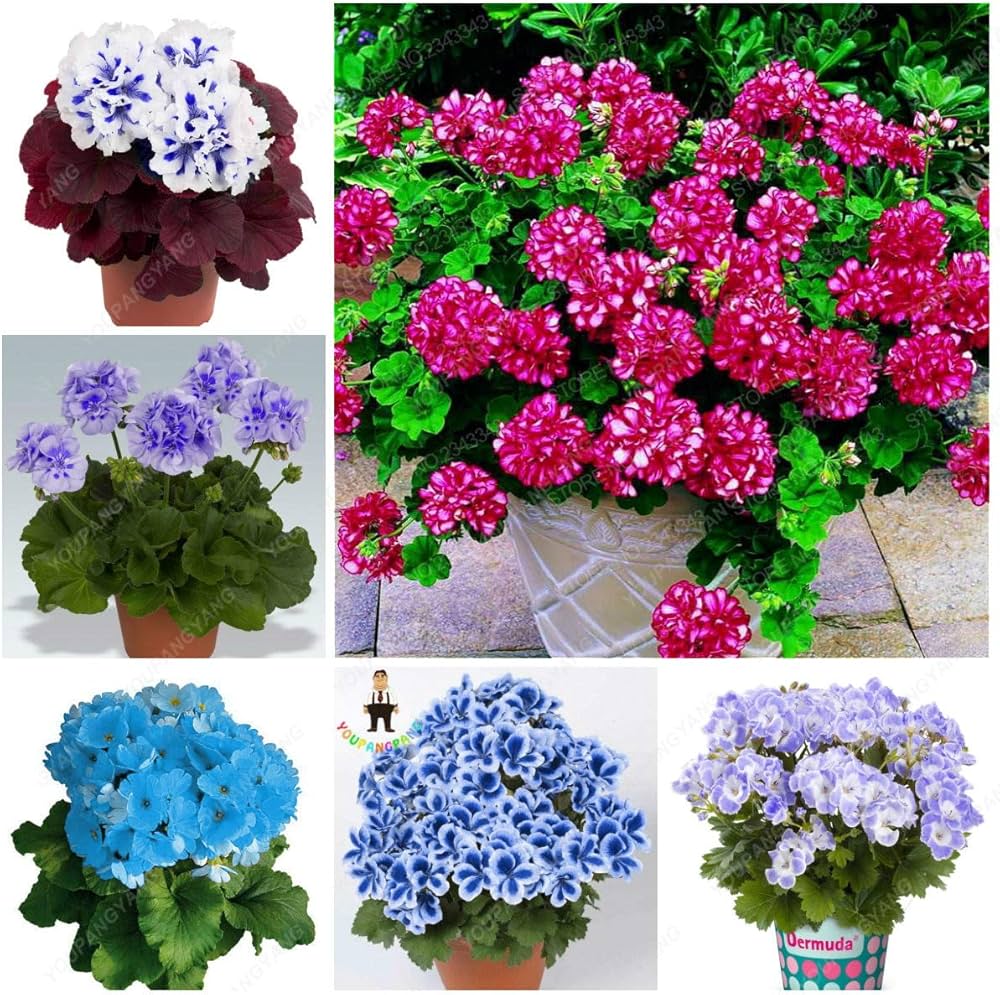 Mix Geranium Perennial Flower Seeds for Planting - 100 pcs