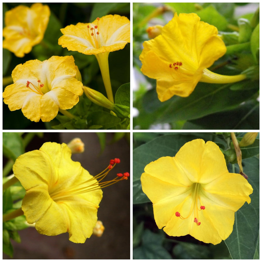 yellow mirabilis flower seeds