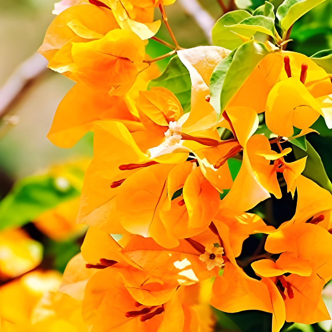 yellow bougainvillea flower seeds