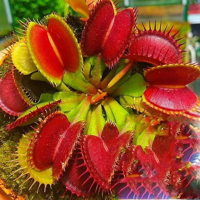 Insectivorous Plant Seeds for Planting - 100 pcs