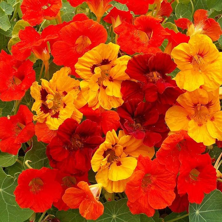 Heirloom Nasturtium Jewel Seeds – Non-GMO Flower Seeds for Planting | High Germination Organic Garden Blooms
