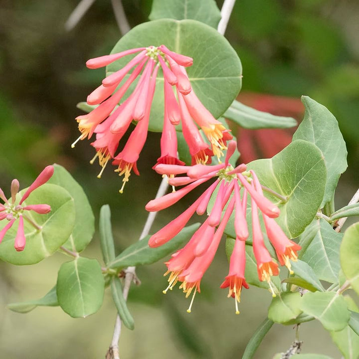 Lonicera Sempervirens Plantefrø til udplantning - 100 stk