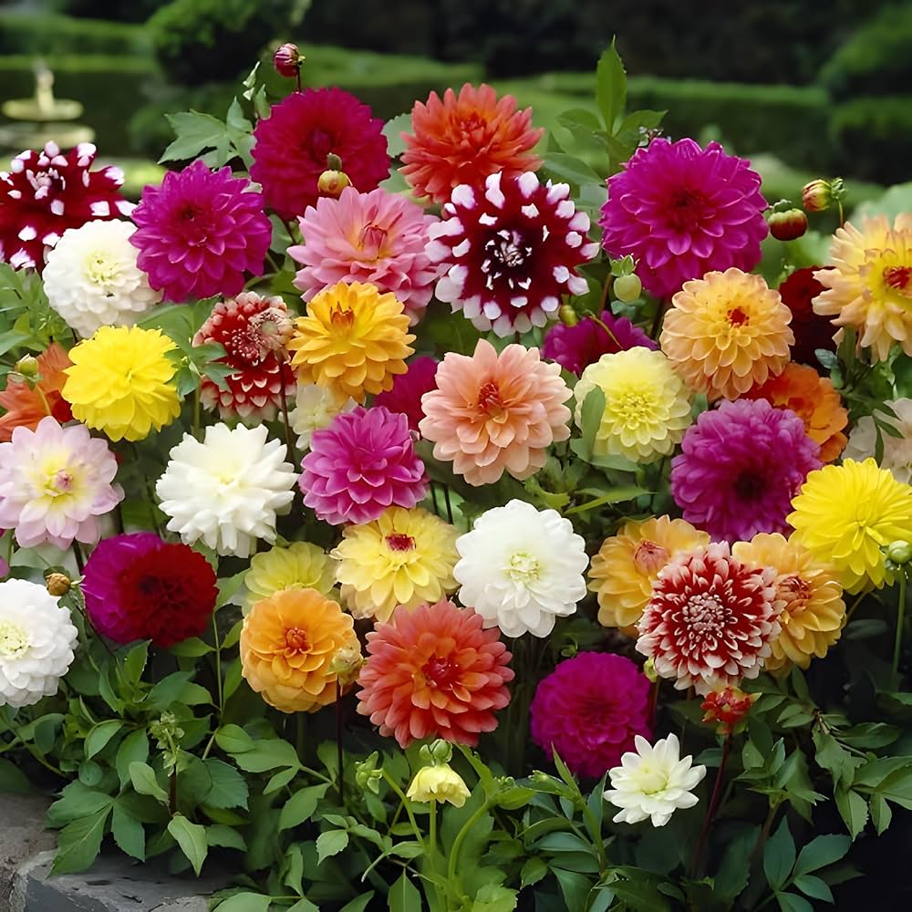 dahlia mixed flower seeds