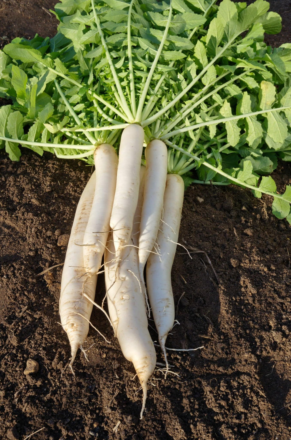 Antique Heritage Radish Growing Classic Radishes In Your Garden Or Pots Flower Seeds Home