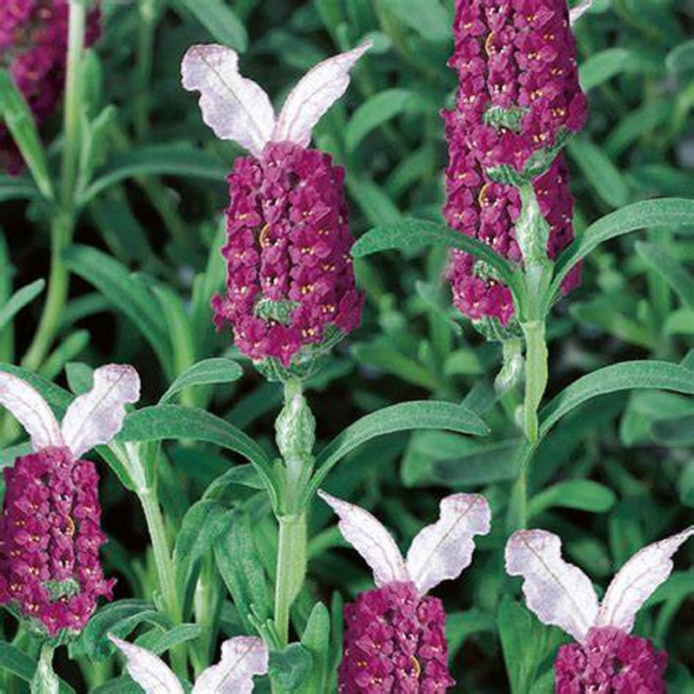 Red Lavender Usa Heirloom Organic Flower Seeds Home Garden Planting, Premium Organic Blooming