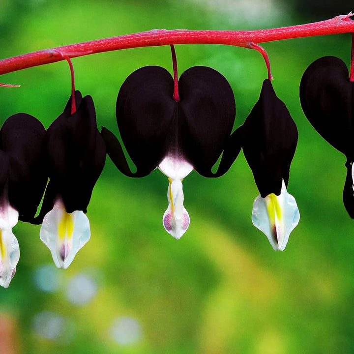 Fresh Heart Flower Seeds for Planting, Dark Brown 100 pcs