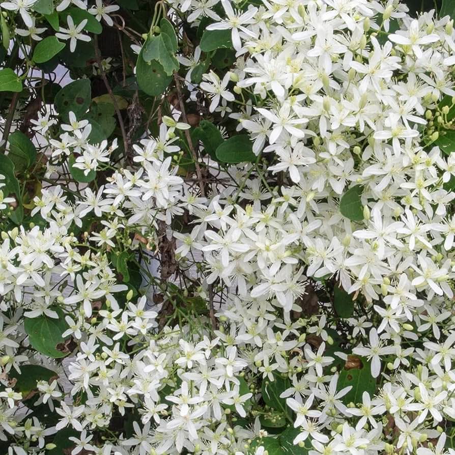 clematis clematis flower seeds