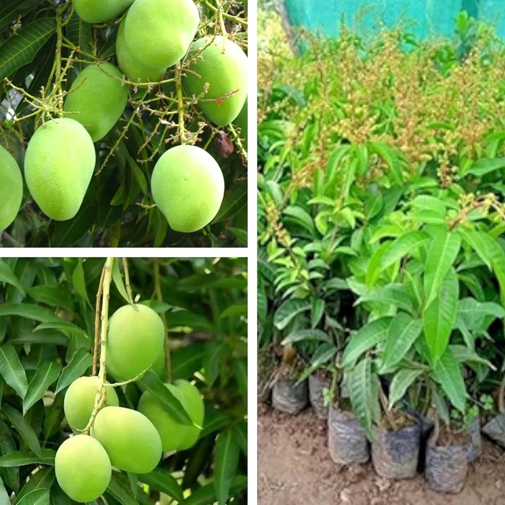 Green Mango Tree Seeds for Planting- Perfect for Growing Tropical Mango Trees, Heirloom Seeds