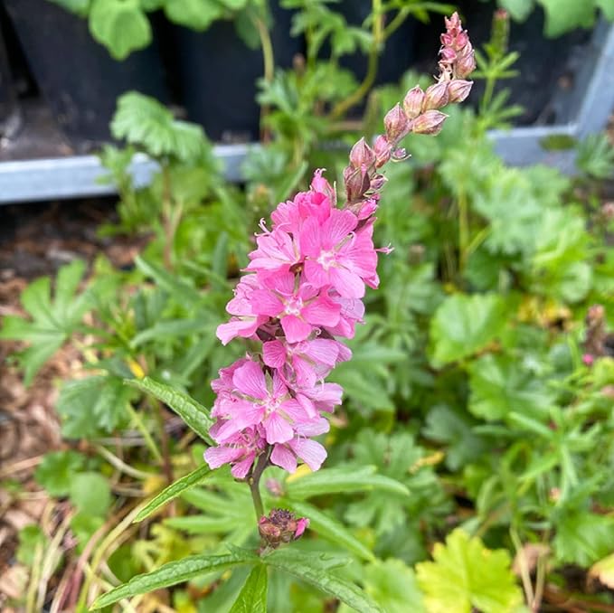 Organic Heirloom Pink Checkerbloom Flower Seeds for Planting – Non-GMO Colorful Garden Blooms