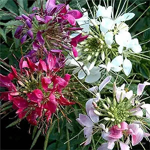 cleome queen flower seeds