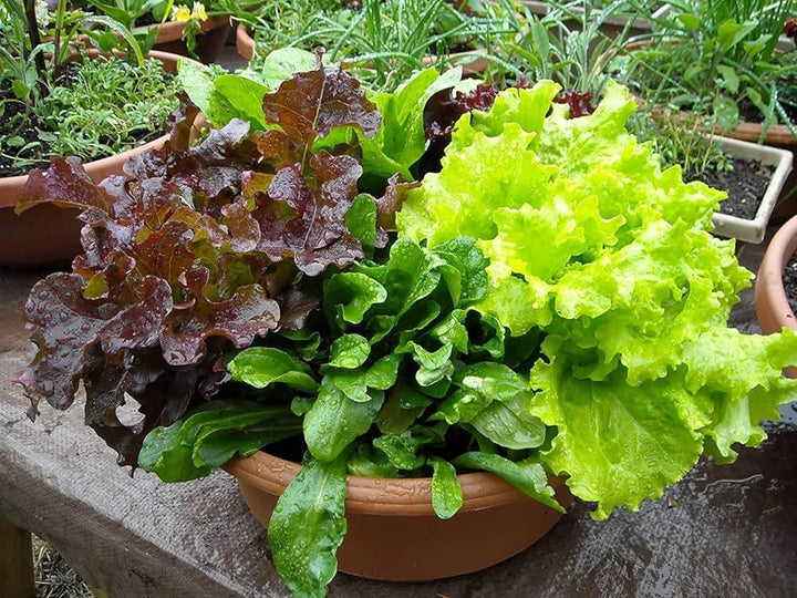 Mixed Lettuce Vegetable Seeds for Planting, heirloom & Non-GMO Seeds