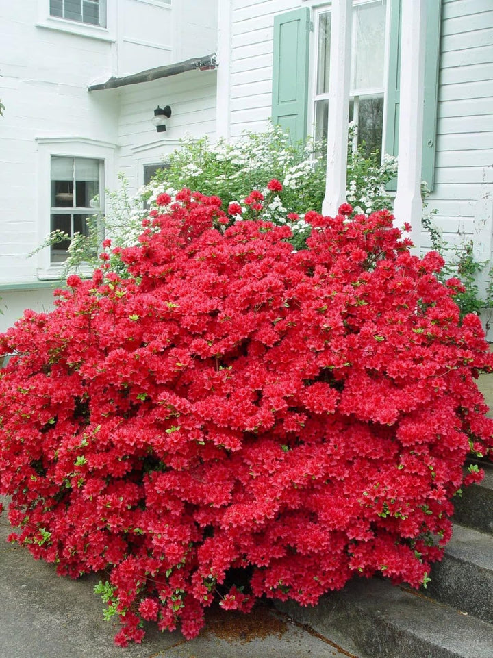 Azalea Blomsterfrø til Plantning Rød 100 stk